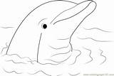 Dolphin Coloring Cute Pages Coloringpages101 Color sketch template