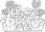 Geranium Jardiniere Plante Geraniums Nounouduveron Designlooter Coloriages sketch template