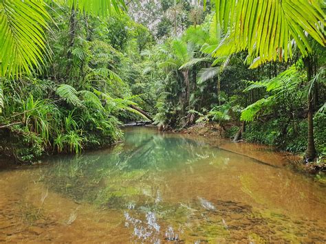 daintree rainforest queensland australia oc  rearthporn