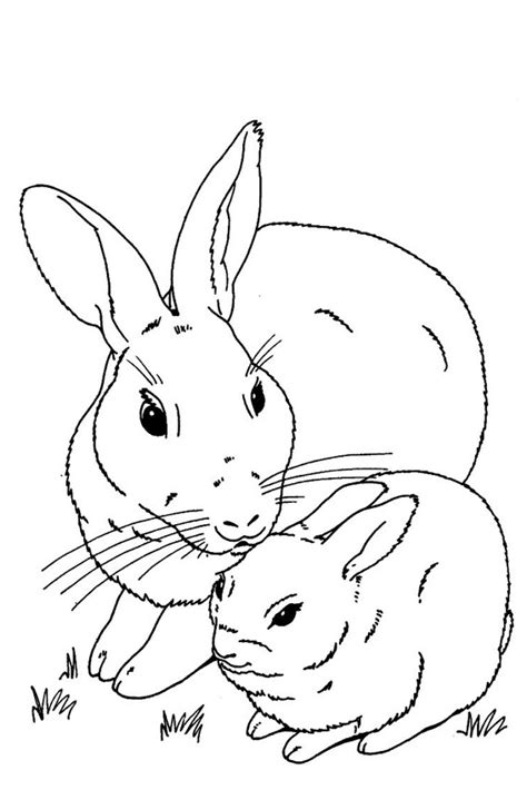 coloring pictures  bunnies baby bunnies coloring pages