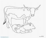 Cow Coloring Pages Longhorn Calf Cattle Color Printable Angus Texas Cows Drawing Beef Realistic Draw Line Getdrawings Getcolorings Brangus Colorings sketch template