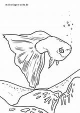 Guppy Fische Malvorlagen Malvorlage sketch template