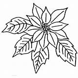 Poinsettia Coloring Bloom National Color Print sketch template