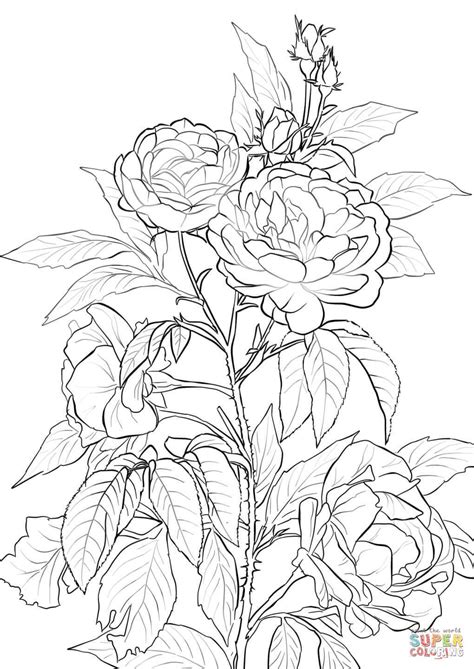 pin  karen harder  coloring pages rose coloring pages flower