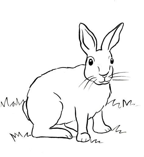 coloring pages rabbit background coloring  kids