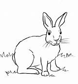 Rabbit Coloring Cottontail Pages Drawing Realistic Print Rabbits Printable Bunny Samanthasbell Kids Drawings Coloringbay Starts Getdrawings Animal Adult sketch template