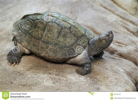 asian turtle xxx pics