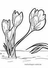Krokusse Malvorlage Malvorlagen Ausmalbilder Blumen Ausmalbild Ausdrucken Ausmalen Narzisse Schablonen Blume Grafik sketch template