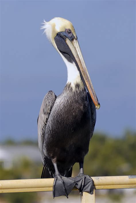 pelican