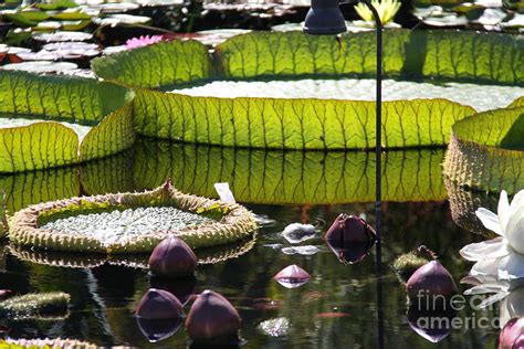 giant lily pads photograph by gayle johnson