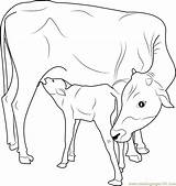 Calf Coloring Cow Pages Printable Getcolorings Indian sketch template