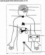 Endocrine System Diagram Glands Anatomy Label Body Labelled Sponsored Links Medicinebtg Diagrams sketch template
