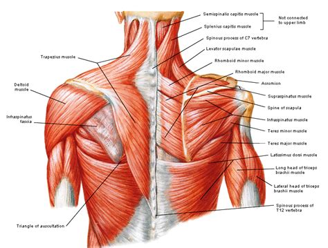 schouderspieren shoulder muscle anatomy muscle diagram shoulder anatomy