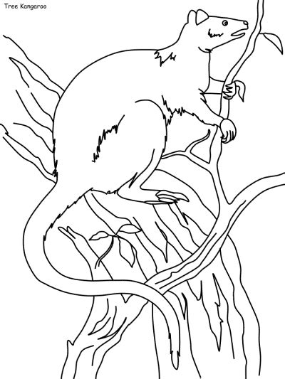 daintree rainforest coloring pages