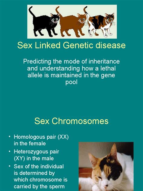 Sex Linked Genetic Disease Pdf Genetic Disorder Dominance Genetics