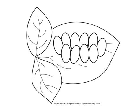 collection  butterfly eggs   leaf png pluspng