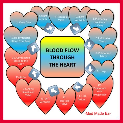 blood flow   heart med  ez mme