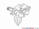 Coloring Pages Bud Sheets Kids Flower Sheet Title Hits Coloringpagesfree sketch template