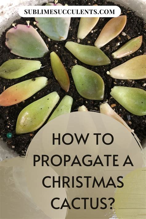 propagate  christmas cactus  care   christmas