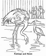Zoo Coloring Pages Birds Flamingo Animals Heron Animal Kids Colouring Honkingdonkey Sheet sketch template