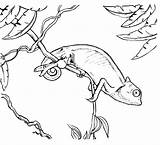 Chameleon Coloring Pages Printable Colouring Kids Chameleons Print Cute Animals Starfish Choose Board Bunny Keyword sketch template