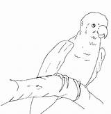 Lorikeet Coloring Pages Color Designlooter Animals Printable sketch template
