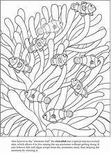 Clownfish Dover Clown Colouring Blanca Doverpublications Seaweed Pesquisa источник Designlooter sketch template