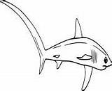 Shark Thresher Bigeye sketch template