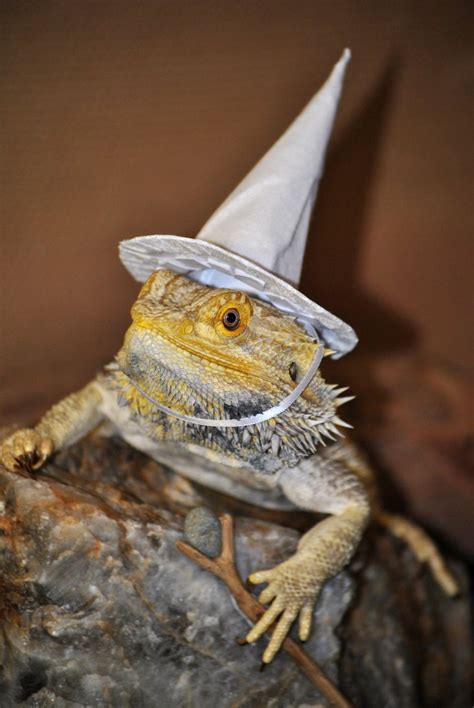 Wizard Lizard Internet Hoarder