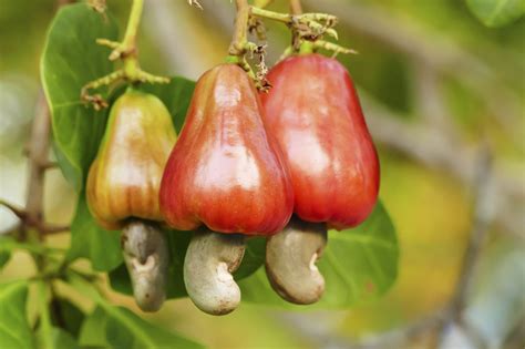 cashews    nut answerline iowa state university extension  outreach