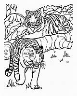 Coloring Pages Tiger Realistic Animal Tigers Animals Printable Kids Color Adults Cool Print Clip Popular Getdrawings Drawing Library Getcolorings Choose sketch template