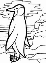 Coloring Penguin Emperor Pages Cute Penguins Designlooter Colouring Popular 760px 15kb Coloringhome sketch template