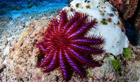 fascinating species  starfish aquaviews