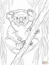 Koala Colorear Friendly Koalas Kleurplaten Volwassenen Hembra Amigable Stampare sketch template