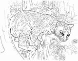 Coloring Pages Leopard Cougar Puma Snow Color Printable Sheet Leopards Wilderness Animals Branch Clouded Awesome Library Clipart Getcolorings Getdrawings Print sketch template