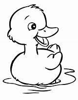 Coloring Ducks Duck Pages Kids Clipart Baby sketch template
