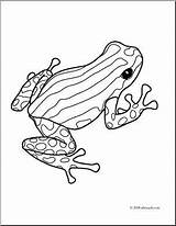 Coloring Dart Poison Grenouille Frogs Frosch Malvorlagen Pasco Adulte Zeichnung Jungle Zeichnungen Drucktechnik Pfeilgiftfrosch Skizzen Eberly Ausmalen Gemerkt sketch template