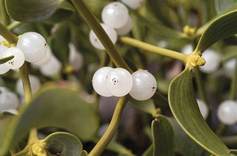 White Mistletoe 4 Amazing Health Benefits Top Natural Remedies