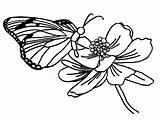 Mariposa Mariposas Kupu Borboleta Mewarnai Schmetterling Blume Ausmalbilder Monarca Miolo Gambarcoloring Flores Monarch Sketsa Kartun Coloringhome Sumber Insertion sketch template