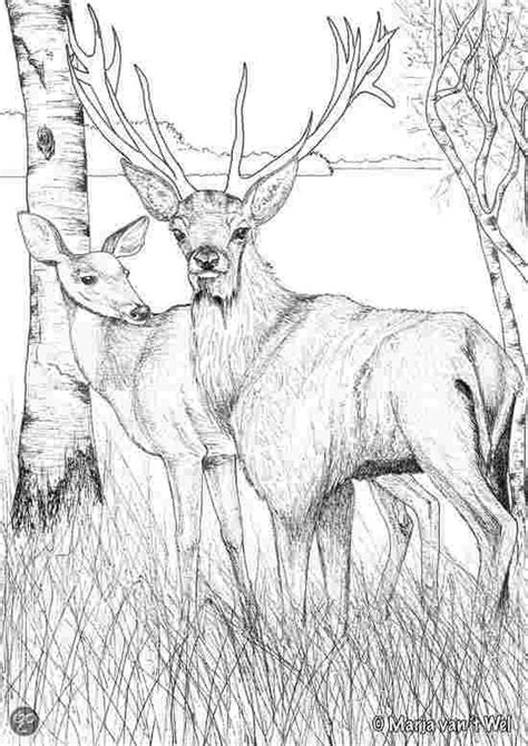 realistic printable deer coloring pages askworksheet