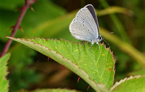 small blue badbury rings dorset butterflies