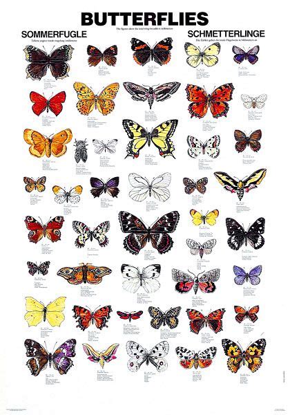 butterflies pictures  names butterfly poster butterfly pictures