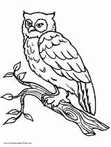 Owl Coloring Pages Color Printable Owls Animal Kids Print Sheets Clipart Tree Templates sketch template