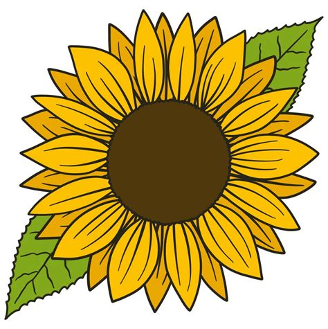 discover  sunflower sketch color latest ineteachers