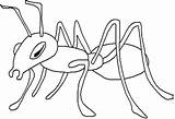 Ant Ants Template Coloring sketch template