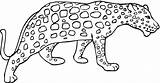 Cheetah Coloring Pages Baby Kids Print Printable Drawing Color Animal Cute Clipart Line Getdrawings Popular Clip sketch template