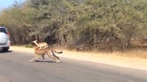 video gazelle jumps into tourist s car to escape cheetahs