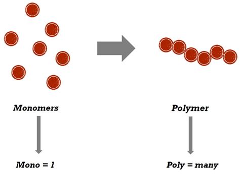 monomers  polymers wize university biology textbook wizeprep