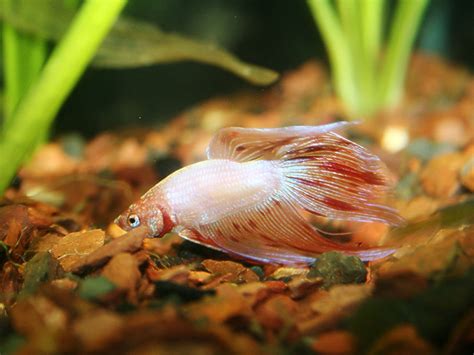 betta picture image abyss