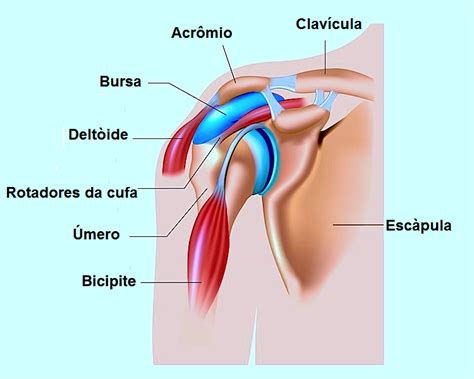 dor  ombro  ab workout abs workout  women tendinitis rotator cuff  abs body